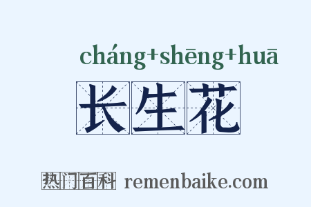 长生花是什么意思的图片